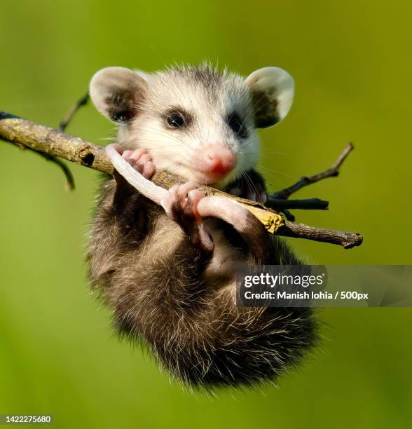 close-up of hedgehog on plant - ミナミオポッサム ストックフォトと画像