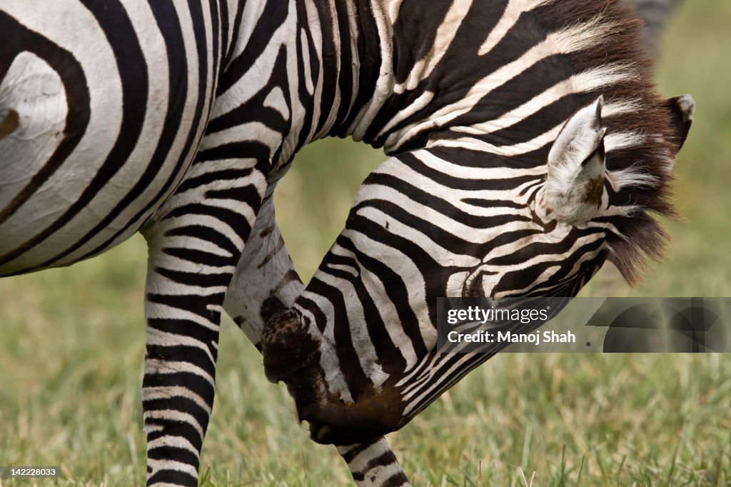 Zebra grooming