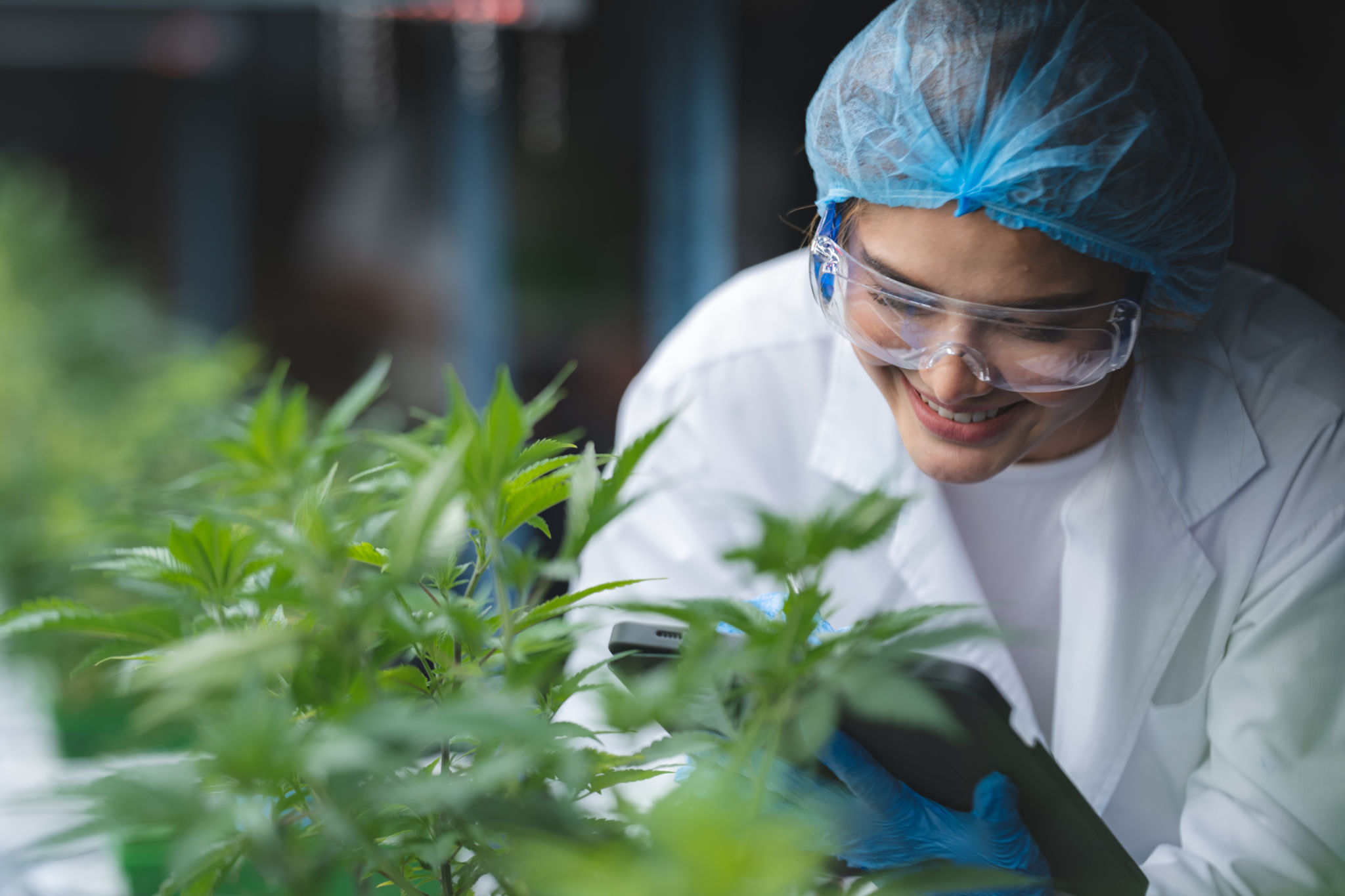 cannabis product testing