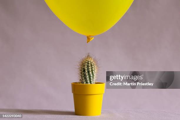 cactus and balloon still life - vulnerability stock-fotos und bilder