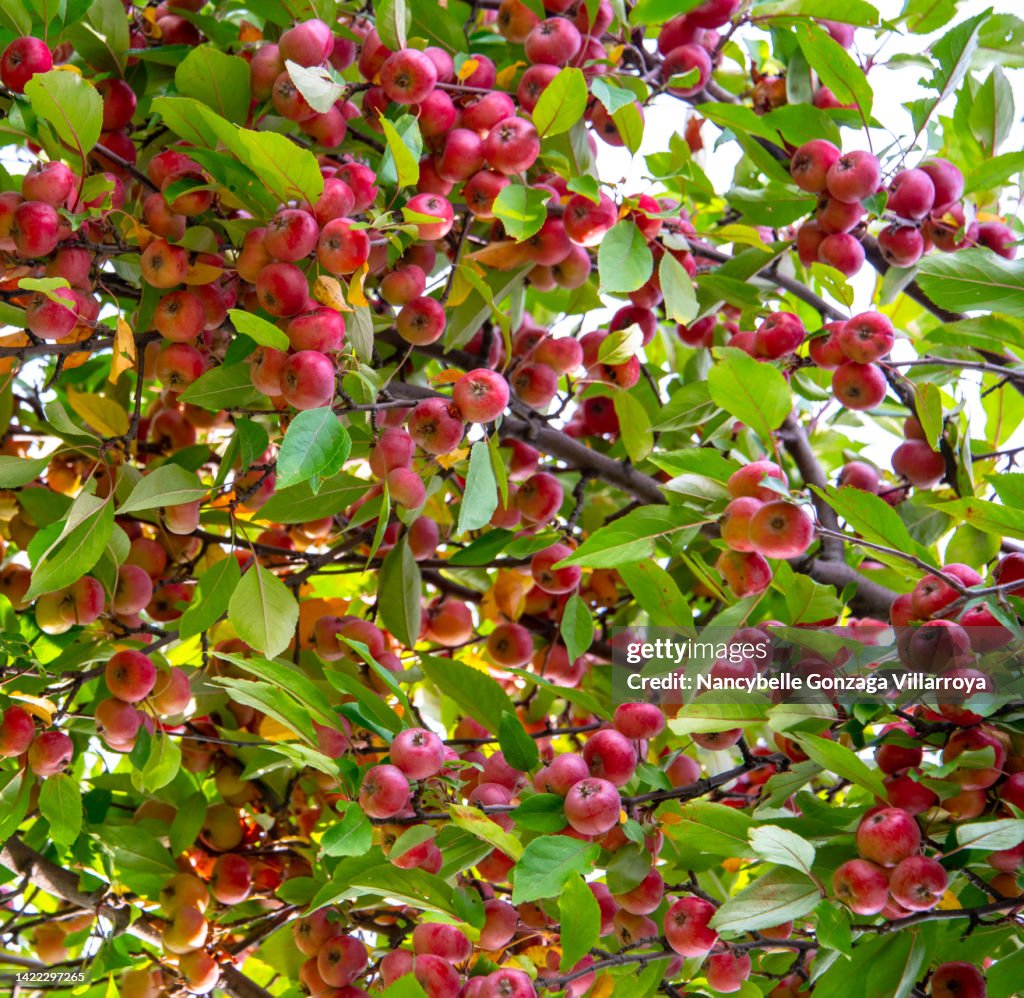 Crabapples on a Tree Ready for Picking