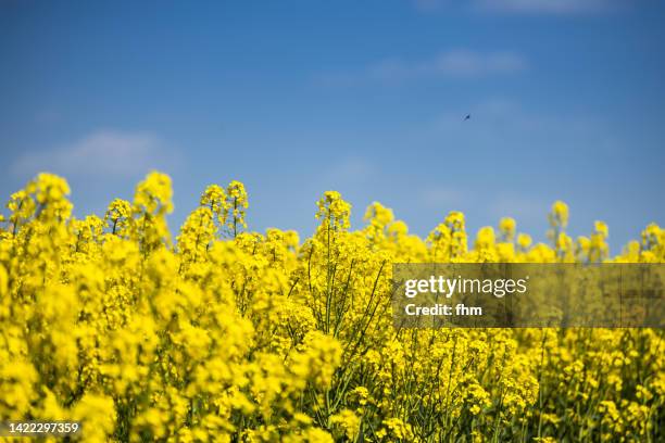 rapeseed field with blue sky - canola stock pictures, royalty-free photos & images