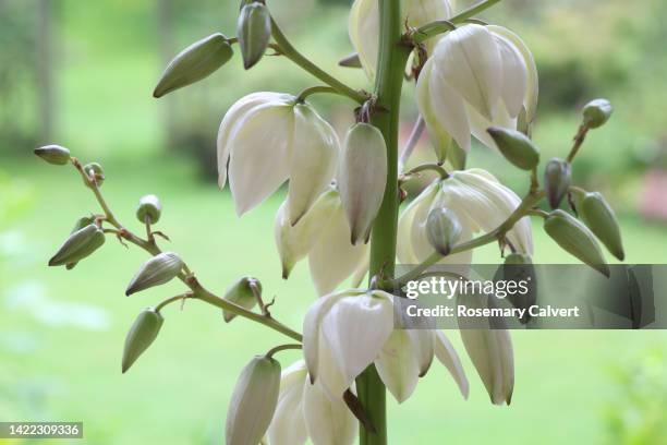 260 Bell Shaped Flower Photos and Premium High Res Pictures - Getty Images 260 Bell Shaped Flower Photos and Premium High Res Pictures - Getty Images