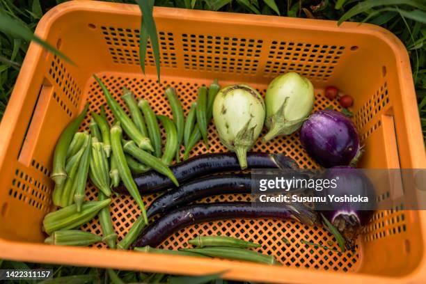 some vegetables from organic farms - okra stock pictures, royalty-free photos & images