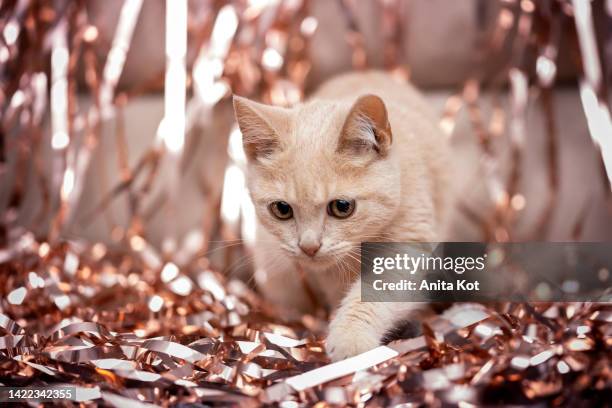 british cat plays in decorative ribbons - happy new year cat stock-fotos und bilder