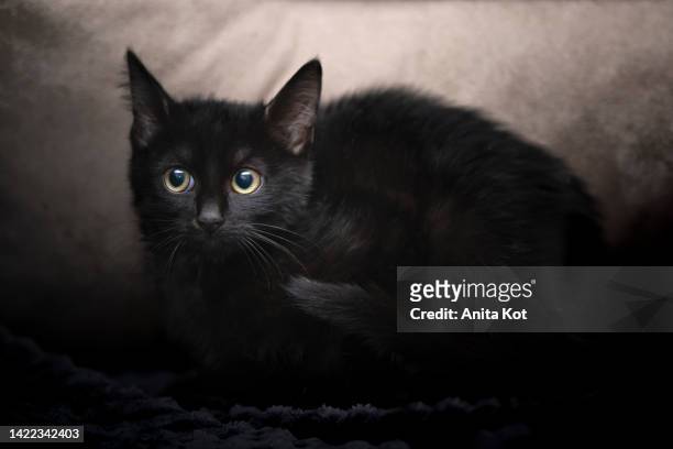 portrait of a black cat - cat scared black stock pictures, royalty-free photos & images
