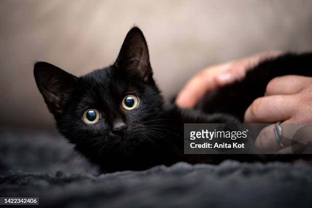 portrait of a black kitten - black cat stock pictures, royalty-free photos & images