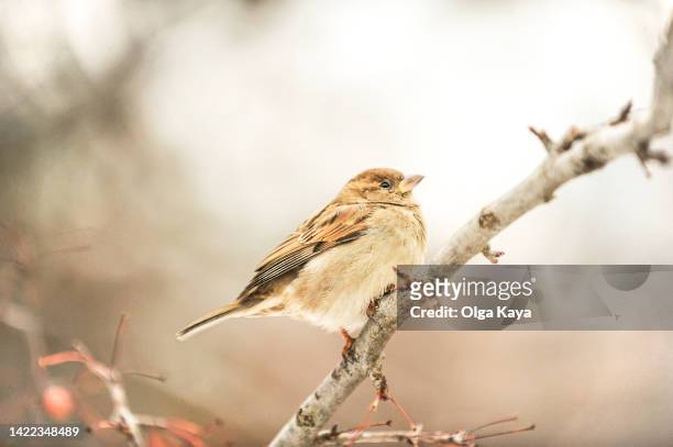 sparrow - animal meme stock pictures, royalty-free photos & images