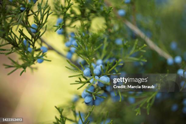 virginia juniper and blue berries of autumn - jeneverbes conifeer stockfoto's en -beelden