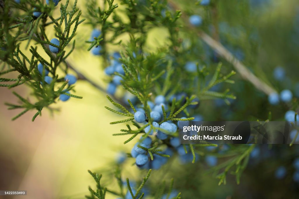Virginia Juniper and Blue Berries of Autumn