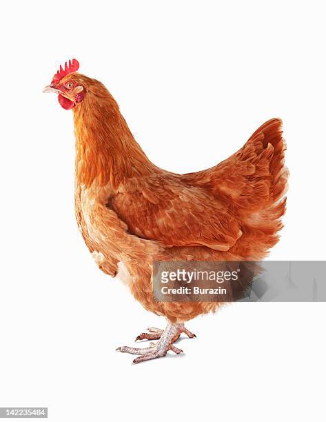 chicken - chicken on white stockfoto's en -beelden