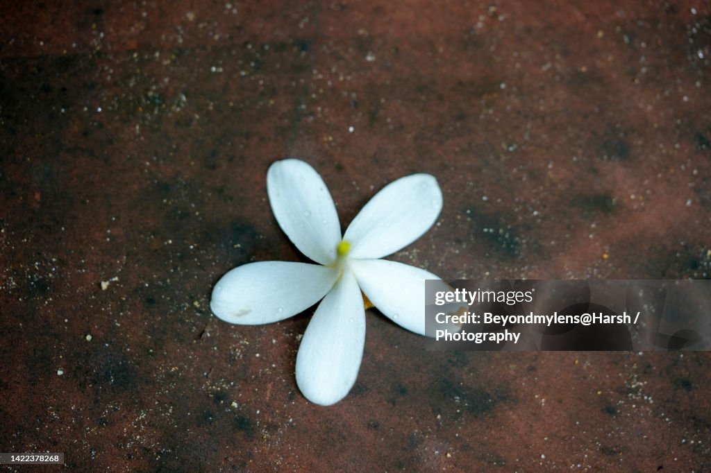 Magnolia champaca on the floor