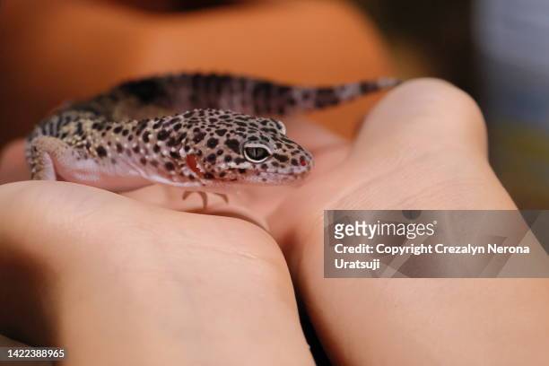 cute leopard gecko lying down and relaxing on pet owner hand palm. side view - geco foto e immagini stock
