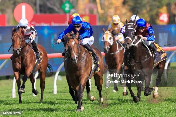 Sam Clipperton on Golden Mile wins race 6 the Schweppes Ming Dynasty Quality during Sydney Racing at Rosehill Gardens on September 10, 2022 in...