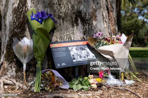 Floral tributes for the late Queen Elizabeth II are seen under The Queen's Tree planted by Her Majesty Queen Elizabeth on 27 March 1954 in Kings Park...