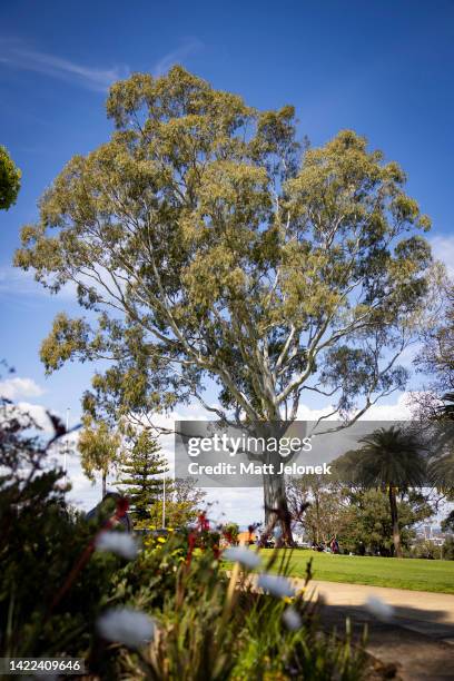 The Queen's Tree planted by Her Majesty Queen Elizabeth on 27 March 1954 in Kings Park is seen on September 10, 2022 in Perth, Australia. Queen...