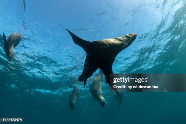 australian fur seals, montague island nature reserve, narooma, nsw, australia. - lion de mer photos et images de collection