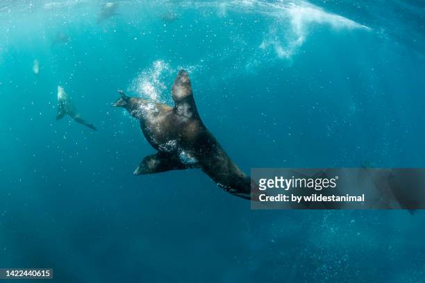 australian fur seal exhales, montague island nature reserve, narooma, nsw, australia. - lion de mer photos et images de collection