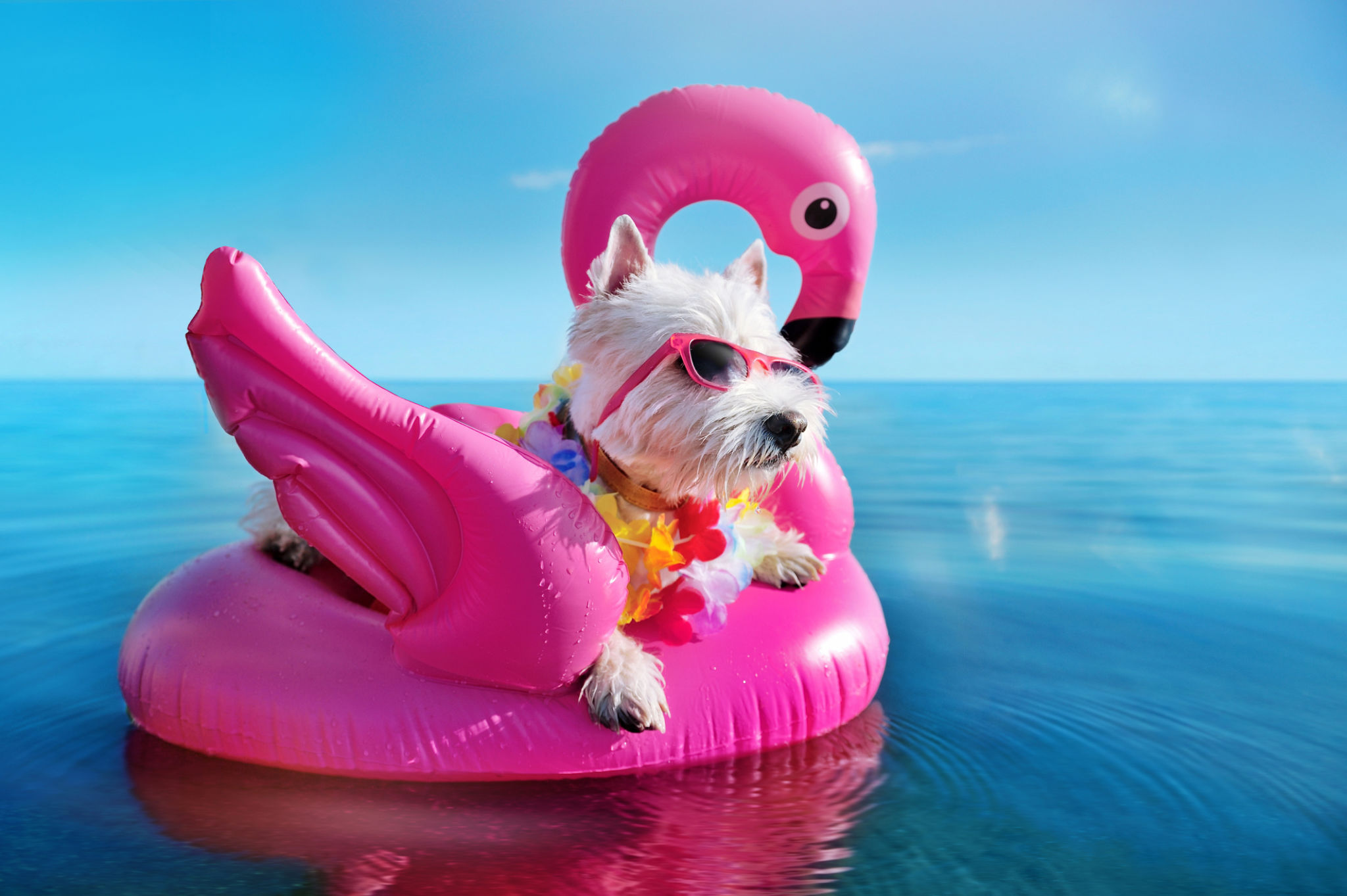 happy dog vacation