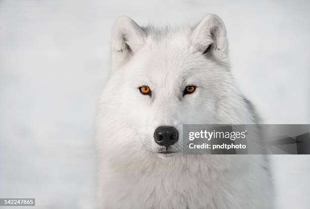 arctic wolf - white wolf head stock pictures, royalty-free photos & images