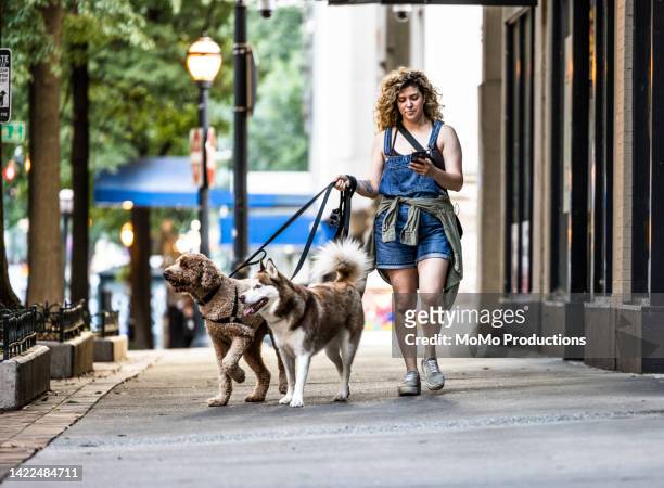 young woman walking dogs and using smartphone in urban neighborhood - dog walking fotografías e imágenes de stock