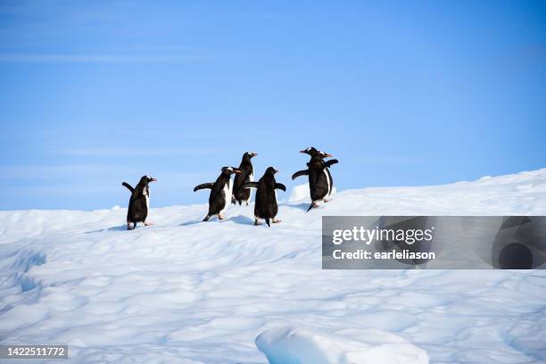six gentoo penguins on the crest of an iceberg in antarctica - penguin stock pictures, royalty-free photos & images