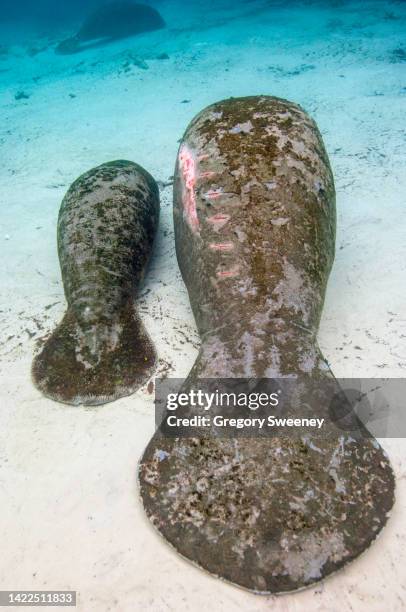 mother manatee with prop scar injuries from boat strike and baby - wildunfall stock-fotos und bilder