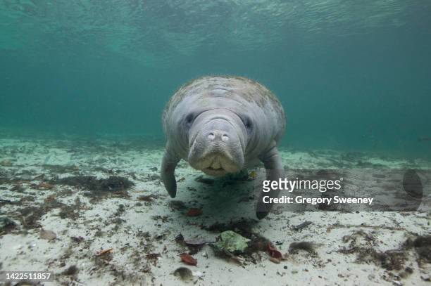 manatee front view underwater - manatee stock pictures, royalty-free photos & images