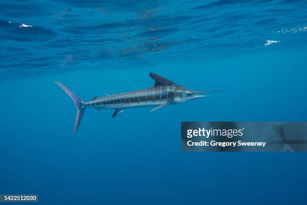 side view of a striped marlin billfish - blue marlin photos et images de collection