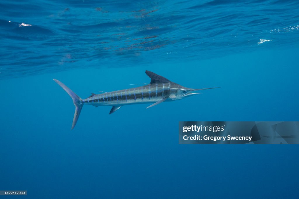 Side view of a striped marlin billfish
