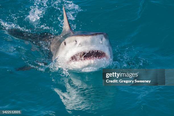 tiger shark attack at the surface with mouth open - tubarão imagens e fotografias de stock