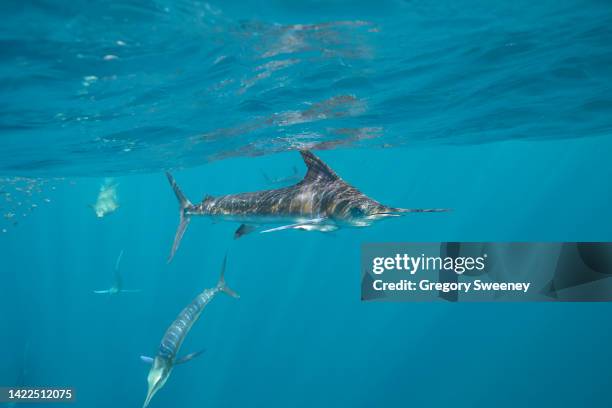 striped marlin side view at the surface - blue marlin underwater stock pictures, royalty-free photos & images
