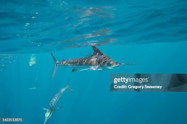 striped marlin  side view at the surface - marlin stock pictures, royalty-free photos & images