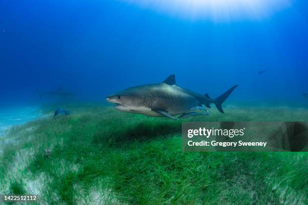 a pregnant female tiger shark swims over the green sea grass - tiger shark fotografías e imágenes de stock