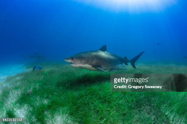 a pregnant female tiger shark swims over the green sea grass - zeegras stockfoto's en -beelden
