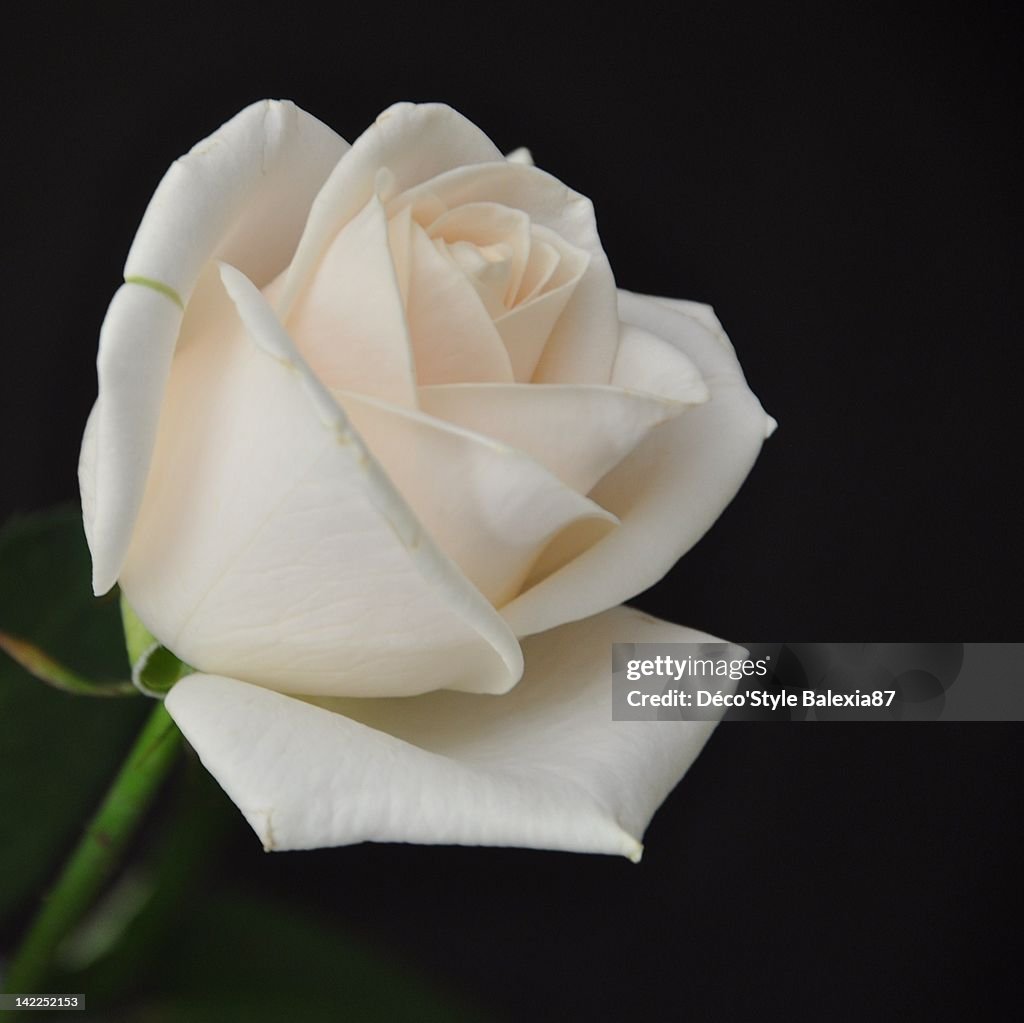Rose Withe Close Up Of White Rose High-Res Stock Photo - Getty Images