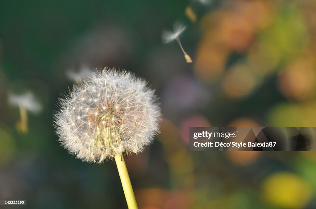 Dandelion flying in wind