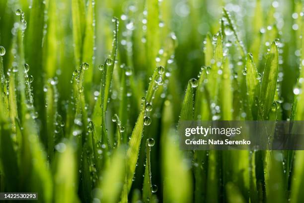 wet spring green grass background with dew lawn natural. - grass family stock pictures, royalty-free photos & images