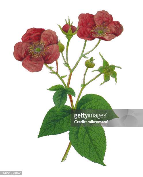 old chromolithograph illustration of botany, the purple-flowered raspberry, flowering raspberry, or virginia raspberry (rubus odoratus) - クロモリトグラフ ストックフォトと画像