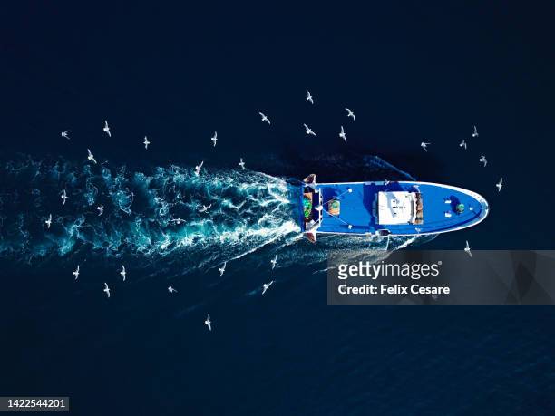 aerial view of seagulls following a fishing trawler. - industria della pesca foto e immagini stock