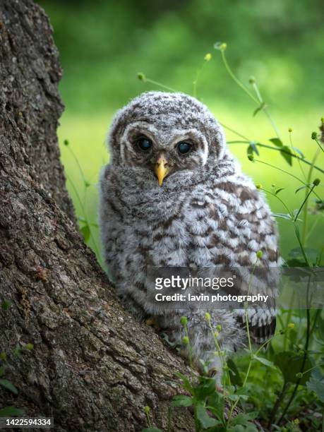 baby barn owl on a tree - owlet stock pictures, royalty-free photos & images
