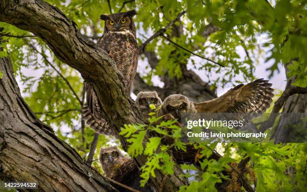 great horned owl family - great horned owl stock pictures, royalty-free photos & images