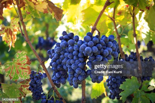 weinberg schwarzer traubentrauben vor der ernte in der toskana - traubenernte stock-fotos und bilder