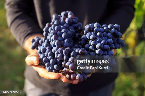 Tenere un grappolo d'uva tra le mani Tenere un grappolo d'uva tra le mani