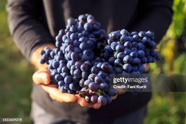 holding a bunch of grape in the hands - vintner stock pictures, royalty-free photos & images