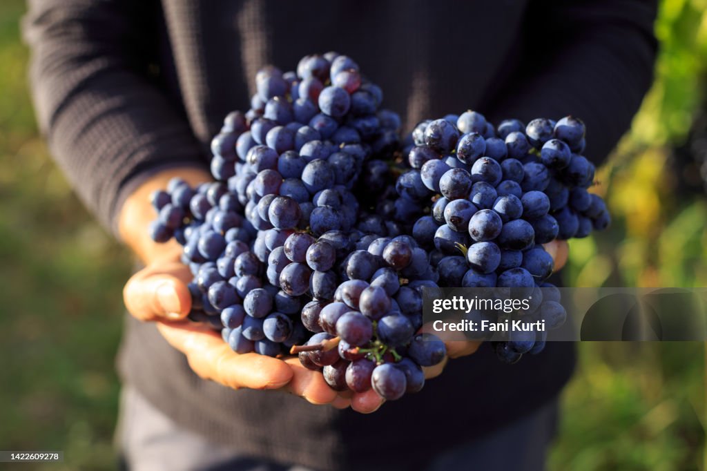 Holding a bunch of grape in the hands