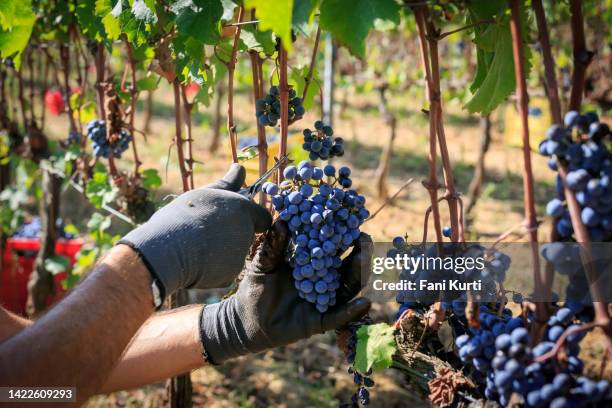 uva de recolección - malbec fotografías e imágenes de stock