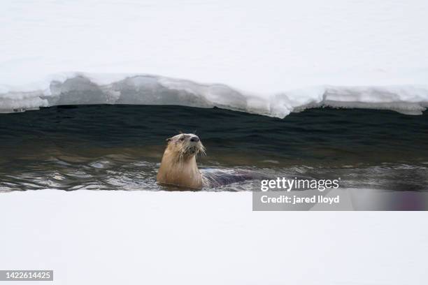 river otter in winter river - river otter fotografías e imágenes de stock