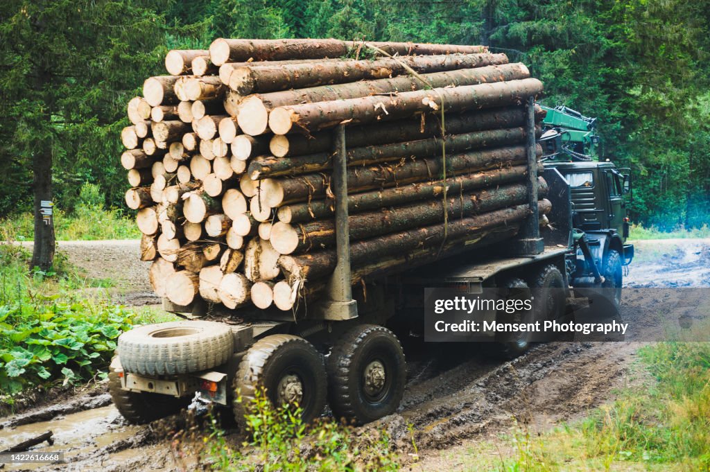 Cut Logs or Timber on Timber in Logging Truck in Forest