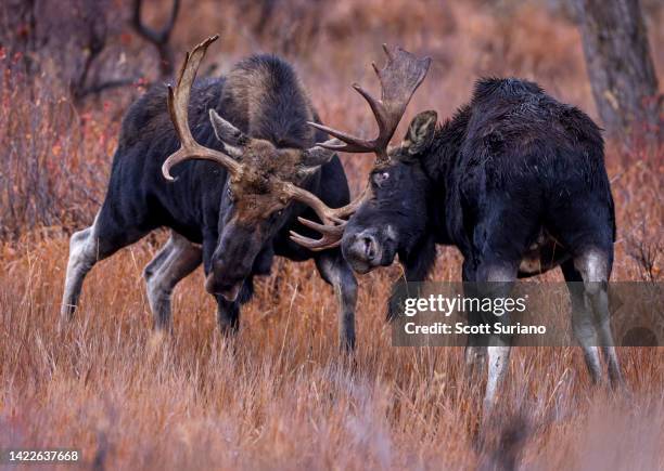 battling bulls - bull moose stock pictures, royalty-free photos & images